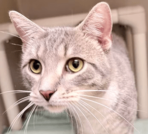 Pet of the Week – Chicken Little