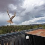 Owl found stuck in a concrete mixer is on the mend and flying free