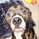 Pet of the Week – Brutus