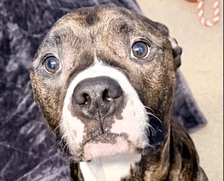 Pet of the Week – Brutus