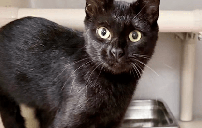 Pet of the Week – Boo