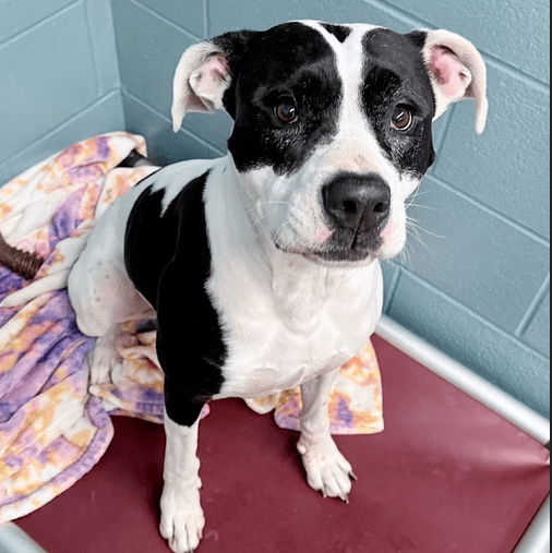 Pet of the Week – Dora