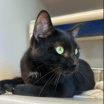 Pet of the Week – Crush