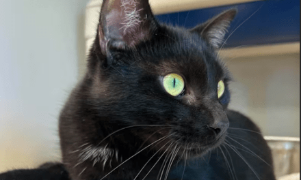 Pet of the Week – Crush