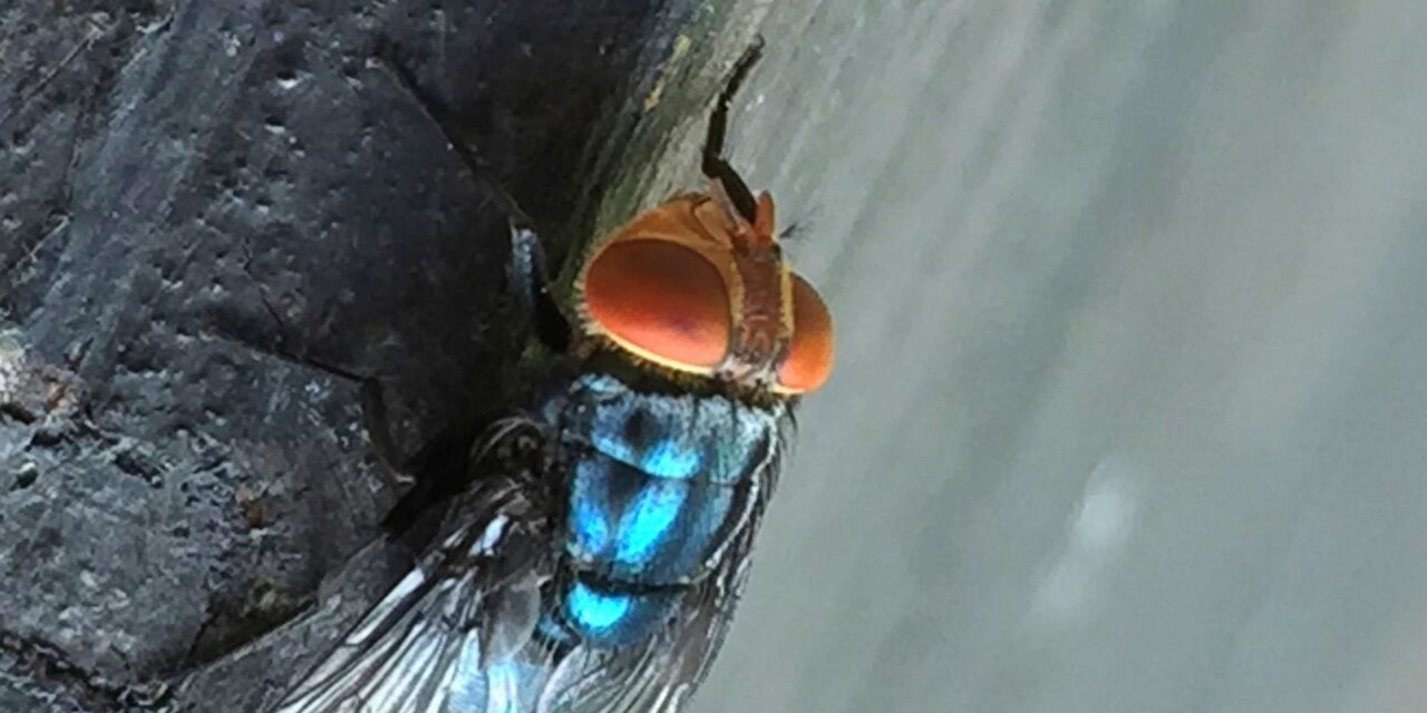 Screwworm fly detected in Texas decades after cattle threat was largely eradicated in US