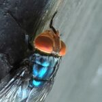 Screwworm fly detected in Texas decades after cattle threat was largely eradicated in US