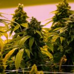 Virginia to allow recreational marijuana be sold in retail stores beginning in 2027
