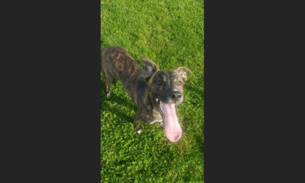 Pet of the Week – Posty