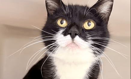 Pet of the Week – Barbara Ann