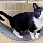 Pet of the Week – Scrooge