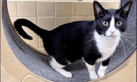 Pet of the Week – Scrooge