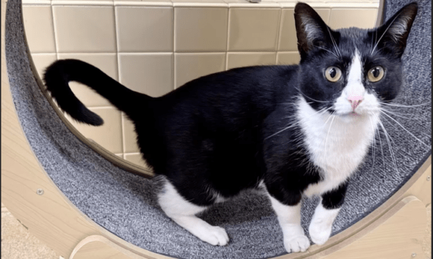 Pet of the Week – Scrooge