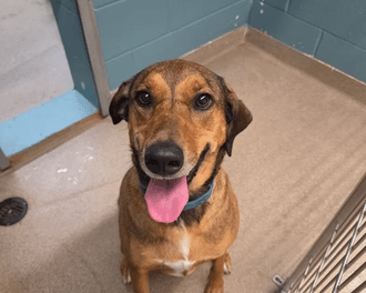 Pet of the Week – Bailey