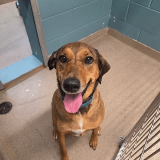 Pet of the Week – Bailey