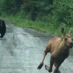Maine couple spots a bear chasing a moose calf and helps it escape