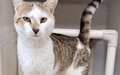 Pet of the Week – Dumpy