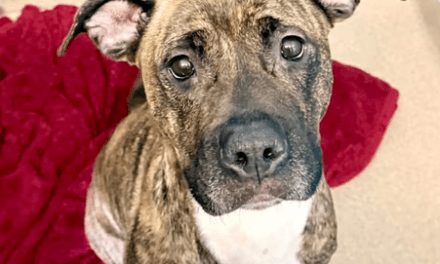 Pet of the Week – Hera