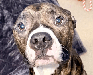 Pet of the Week – Brutus