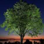 New generation of elm trees could be equipped to beat disease that killed parents
