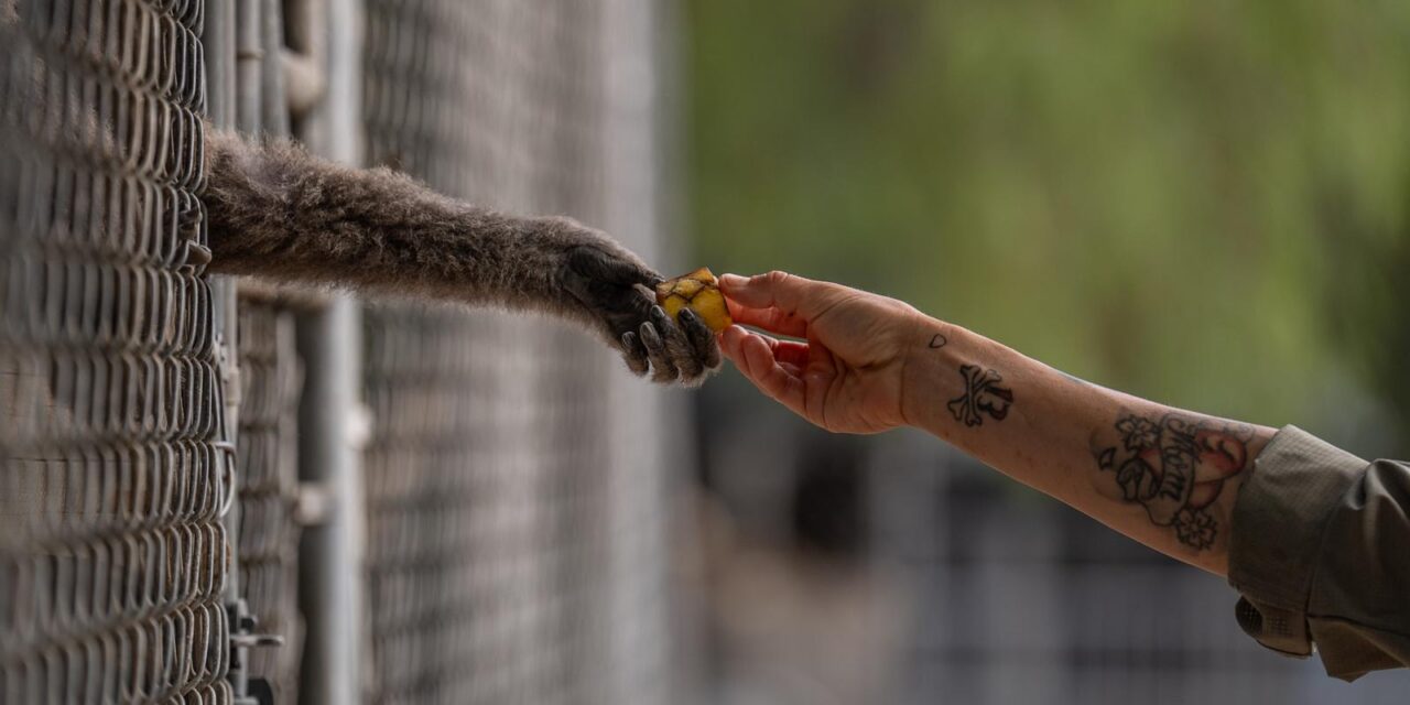 How a sanctuary outside LA has cared for rare, endangered gibbons for a half-century