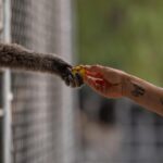How a sanctuary outside LA has cared for rare, endangered gibbons for a half-century