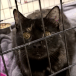 Pet of the Week – Trailmix