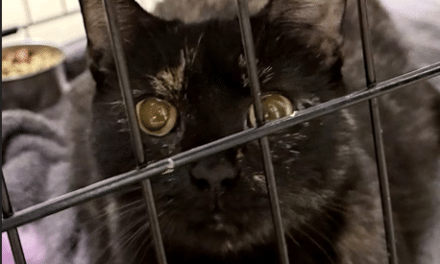 Pet of the Week – Trailmix