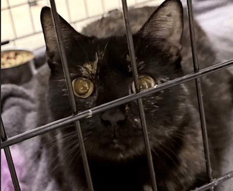 Pet of the Week – Trailmix