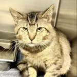 Pet of the Week – Cliff