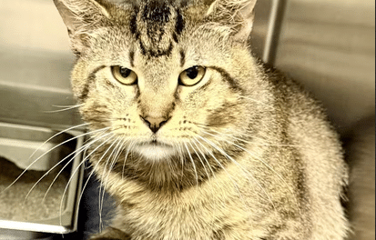 Pet of the Week – Cliff