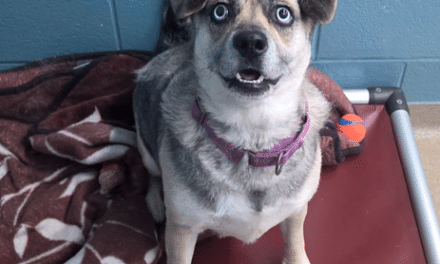 Pet of the Week – Blue