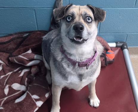 Pet of the Week – Blue