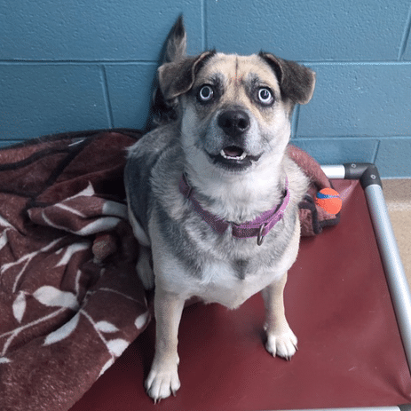 Pet of the Week – Blue