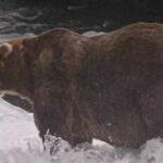 Gentle giant Backpack declared winner of Alaska’s Fat Bear Week