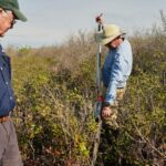 In North Carolina, a race is on to restore critical peatland before it dries up or is destroyed