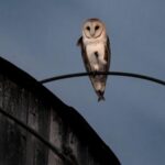 A rare family of barn owls moved into Manhattan’s Upper West Side. New Yorkers are captivated
