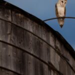 Roof of a water tower in Manhattan where a rare family of barn owls nested removed