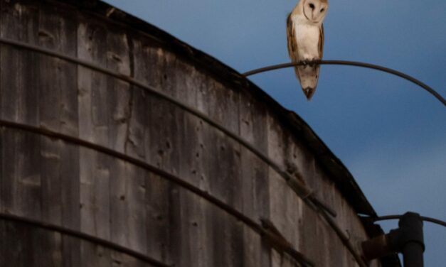 Roof of a water tower in Manhattan where a rare family of barn owls nested removed
