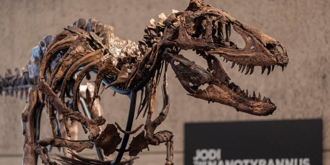 A dinosaur fossil that looks like a mini T. rex just sold for a giant $47 million