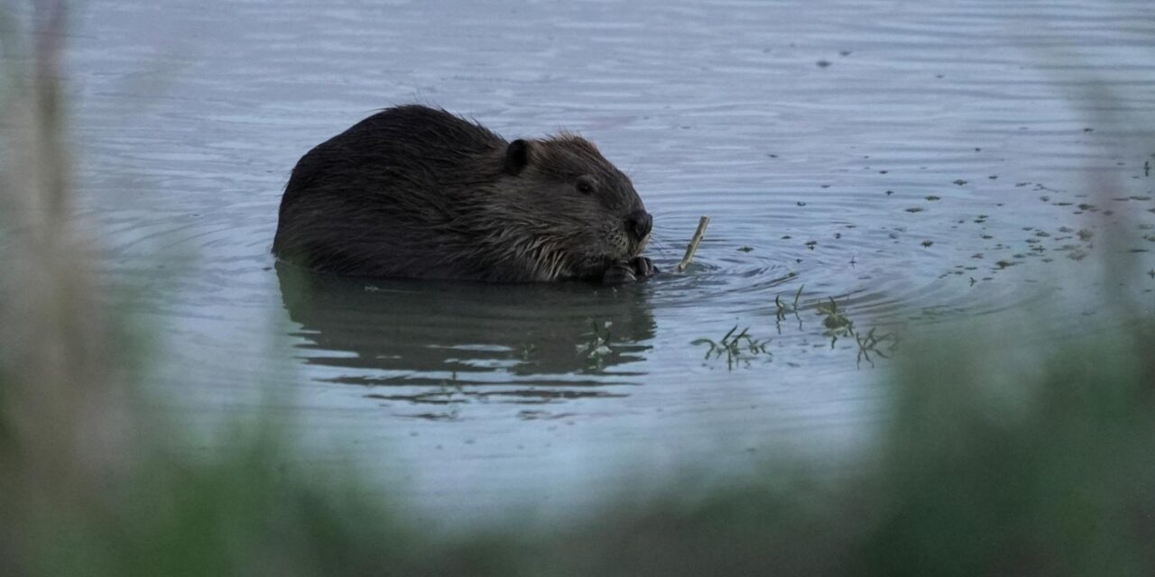 Bringing more beavers to watersheds is a powerful drought-fighting tool, experts say