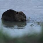 Bringing more beavers to watersheds is a powerful drought-fighting tool, experts say